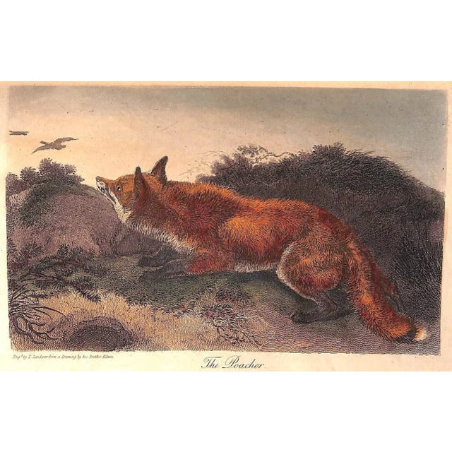 "The Noble Science of Fox-Hunting: Vol I & Ii" 1911 Blew, w.c.A. For Sale - Image 11 of 15