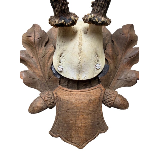 Roe deer tropjhy with carved oak leaf plaque.