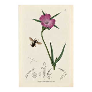 Rare Antique John Curtis Botanical & Insect Engravings C. 1825, One Print For Sale