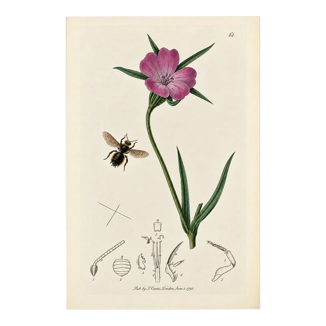 Rare Antique John Curtis Botanical & Insect Engravings C. 1825, One Print For Sale
