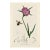 Rare Antique John Curtis Botanical & Insect Engravings C. 1825, One Print For Sale