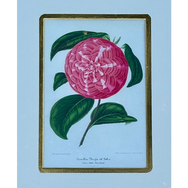 Original antique colored lithograph botanical prints featuring camellia flowers, From Nouvelle Iconographie des Camellias...