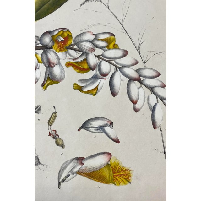 19th C. Hand Colored Botanical "Alpinia Nutans Rosc." Lithograph For Sale In San Francisco - Image 6 of 12