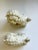 Ceramic Vintage Blanc De Chine Chinese Ceramic Foo Dogs a Pair For Sale - Image 7 of 8