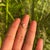 Contemporary Modern Sculptural Pear Cut Diamond Solitaire Wave Ring Size 7 in 14k Yellow Gold For Sale - Image 3 of 14