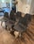 Noho Move Chairs Set of 6 For Sale - Image 4 of 6