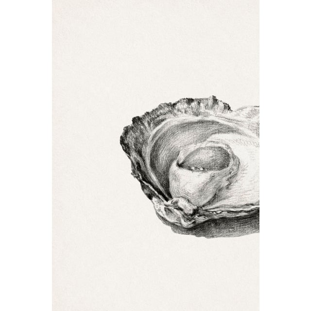 Illustration Two Opened Oysters, Vintage Natural History Shell Study, 30" X 20" For Sale - Image 3 of 12
