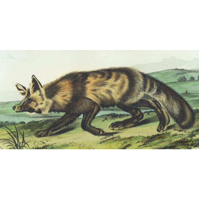 Original first edition Audubon stone lithograph from "The Viviparous Quadrupeds of North America", octavo edition, printed...