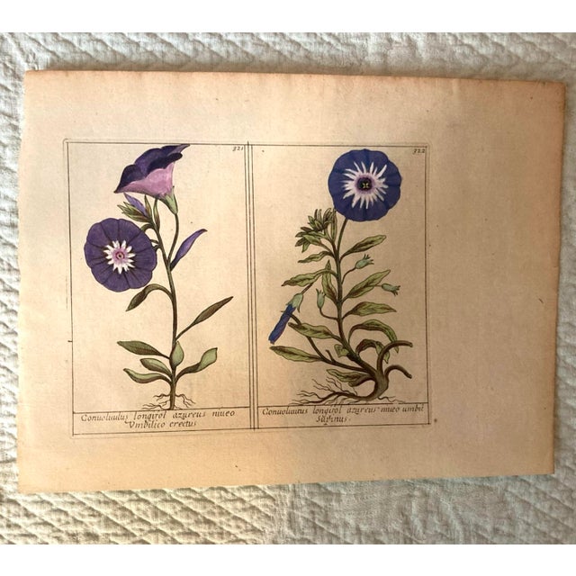 Late 19th Century Authentic Charming Set of Seven 19th Century Hand Colored Botanical Flower Prints on Paper For Sale - Image 5 of 9