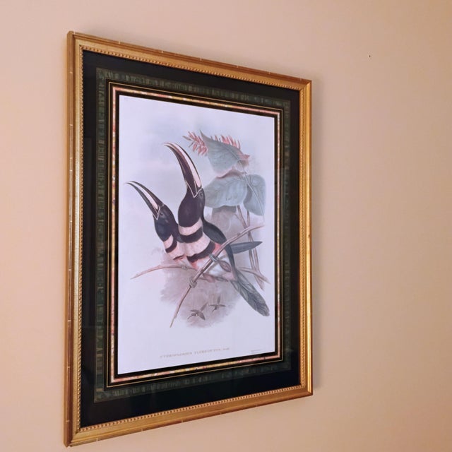 John Gould and H.C. Richter hand colored lithograph of Toucans. English 1850s. Size framed is 28.5" x 22" . Visible image...