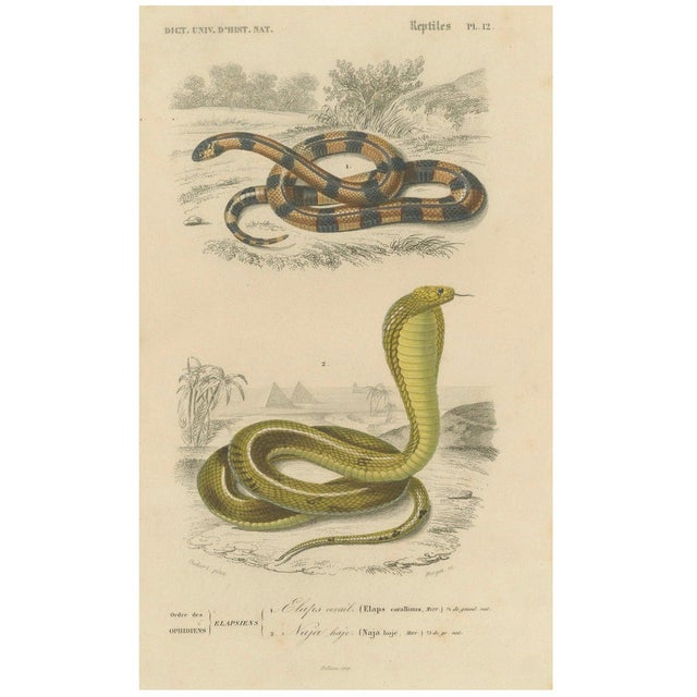 Oudart and Forget, Coral Snake and Egyptian Cobra, 1850s, Paper For Sale