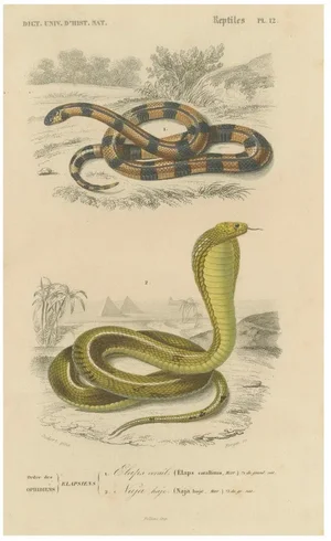 Oudart and Forget, Coral Snake and Egyptian Cobra, 1850s, Paper
