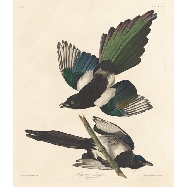 John James Audubon Collection of 4 Vintage 1966 John James Audubon Bird Reproduction Prints 8.5" X 12.75" For Sale - Image 4 of 17