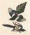 John James Audubon Collection of 4 Vintage 1966 John James Audubon Bird Reproduction Prints 8.5" X 12.75" For Sale - Image 4 of 17