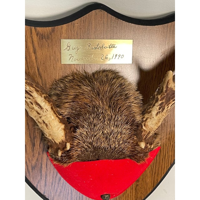 Impressive Vintage Deer Antlers Trophy on Board For Sale - Image 4 of 4