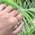 1.16ct Pink Sapphire Toi Et Moi Open Ring Size 4 in 14k Gold For Sale In New York - Image 6 of 15