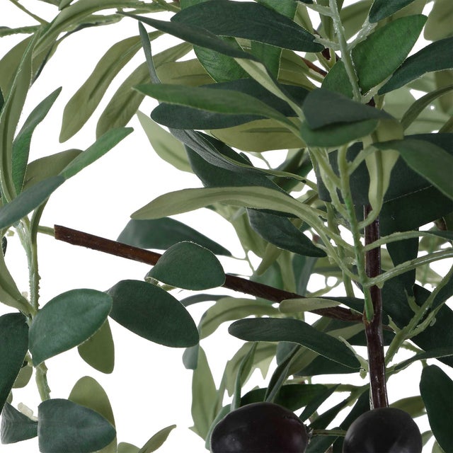 Sonora Olive Tree In Planter For Sale - Image 6 of 8
