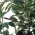 Sonora Olive Tree In Planter For Sale - Image 6 of 8