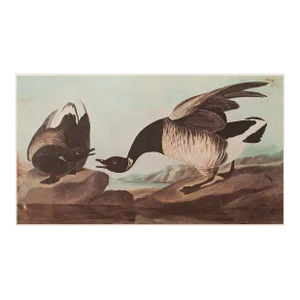 1966 Vintage Cottage XL Print "Brent Goose" After John James Audubon
