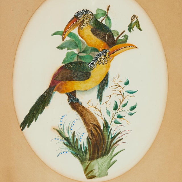William IV Framed Antique Watercolor of a Pair of Toucans For Sale - Image 3 of 7