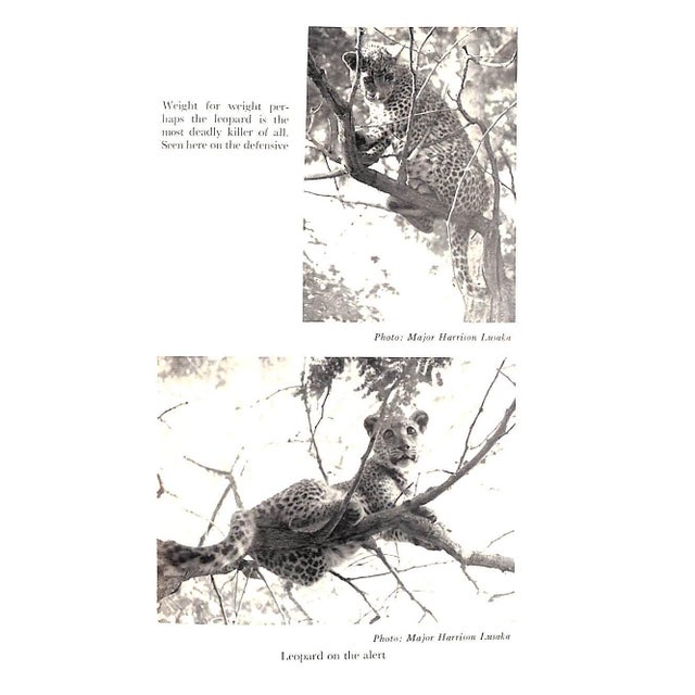 1950s "African Adventures" 1957 Burger, John F. For Sale - Image 5 of 7