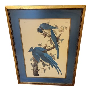 Antique Audubon Print Columbia Jay Garrulus Ultramarinus Marked 1830 Plate 96 For Sale