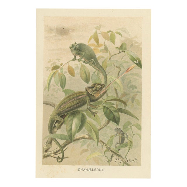P. J. Smit, Chameleons in Tropical Foliage, 1895, Color Lithograph For Sale