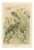 P. J. Smit, Chameleons in Tropical Foliage, 1895, Color Lithograph For Sale