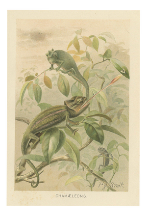 P. J. Smit, Chameleons in Tropical Foliage, 1895, Color Lithograph