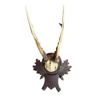 Roe Deer Trophy 153 Black Forset Antlers Mount For Sale