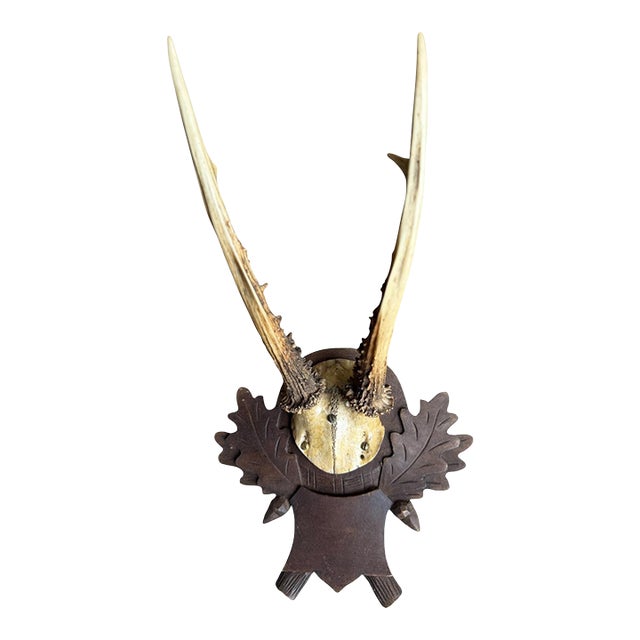 Roe Deer Trophy 153 Black Forset Antlers Mount For Sale