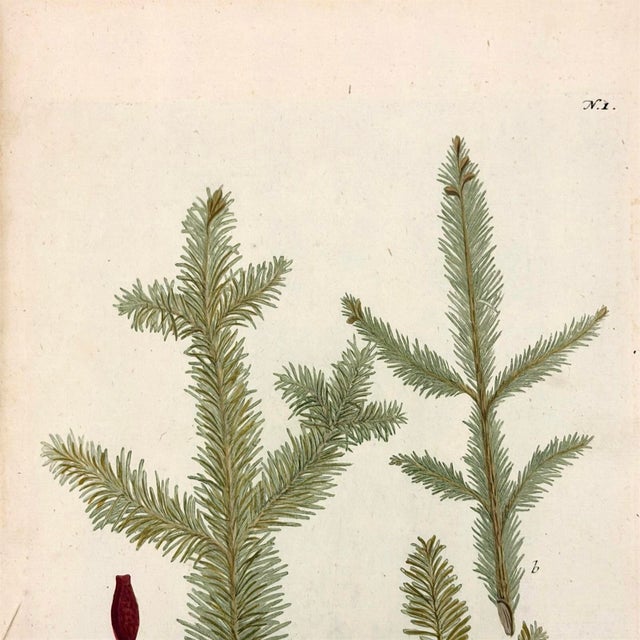 English Pair of 18th Century Hand-Colored Botanical Prints — Abies & Boxwood by Johann Wilhelm Weinmann For Sale - Image 3 of 9