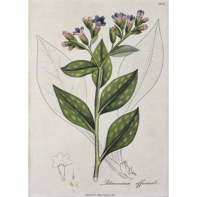 Early 19th Century English Hand Colored Floral Botanical Engraving by William Woodville For Sale - Image 4 of 5