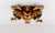 Vintage Gilded Florentine Flush Mount by Hans Kögl, Germany, 1960s For Sale - Image 4 of 9