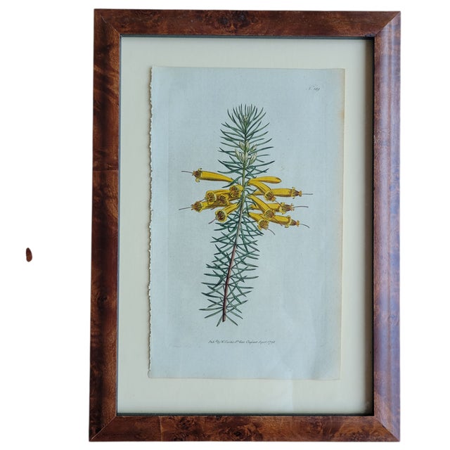 Antique C1790s Hand Colored Curtis Botanical Engraving Set of Nine Yellow Floral Framed For Sale - Image 9 of 12