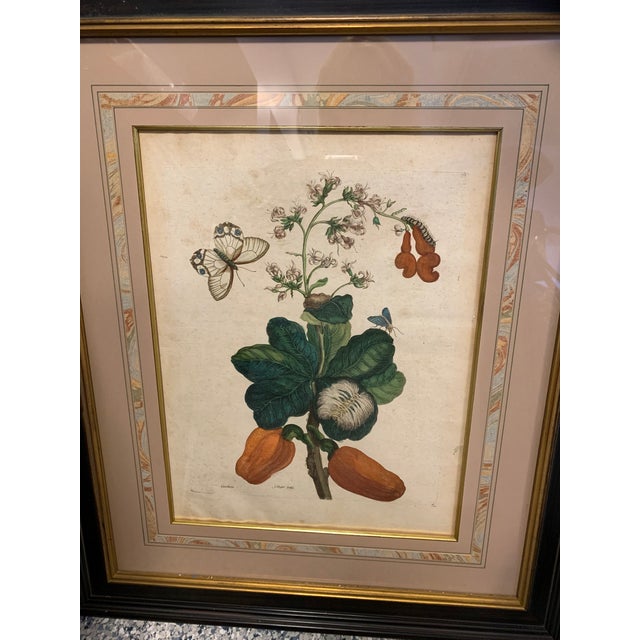 Early 18th Century Maria Sibylla Merian Insects of Surinam Hand-Colored Copper-Plate Engravings, Framed - Set of 8 For Sale In Naples, FL - Image 6 of 13