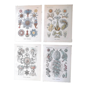 Authentic Antique 19th Century Ernst Haeckel Undersea Creature Lithographs - Set of 4