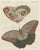 Bertuch, Owl Butterfly from Suriname, 1805, Print For Sale - Image 12 of 12