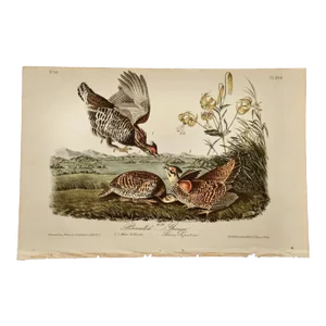 Audubon "Pinnated Grouse", an Original Audubon Hand-Colored First Edition Lithograph, 1840