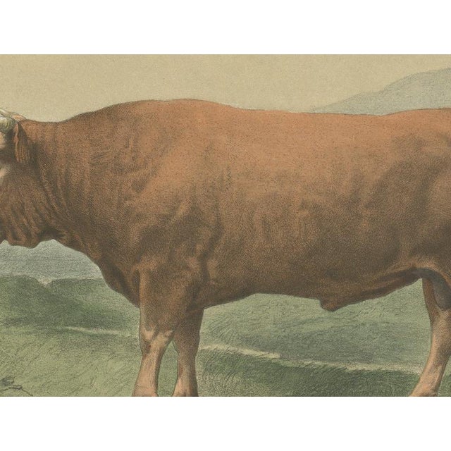 Limousin Bull, Cattle Print After Melin, 1873, Paper For Sale - Image 4 of 12