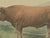 Limousin Bull, Cattle Print After Melin, 1873, Paper For Sale - Image 4 of 12