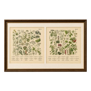 M. Fünfstück, Umbellifers & Medicinal Plants, 1890s, Chromolithograph, Set of 2 For Sale