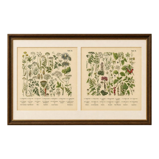 M. Fünfstück, Umbellifers & Medicinal Plants, 1890s, Chromolithograph, Set of 2 For Sale