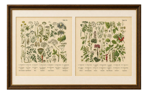 M. Fünfstück, Umbellifers & Medicinal Plants, 1890s, Chromolithograph, Set of 2