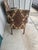 2 Vintage Queen Anne Accent Chairs, Paisley Tapestry Armchairs, Cabriole Legs For Sale - Image 9 of 11