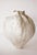 Orbicella - atribute to the coral that is important reef-building species that dominates Caribbean reefs. A Star coral...