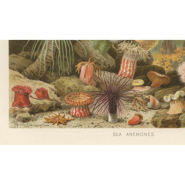 Paper Richard Lydekker, Sea Anemones Colorful Marine Invertebrates, 1896, Color Process Print For Sale - Image 7 of 9