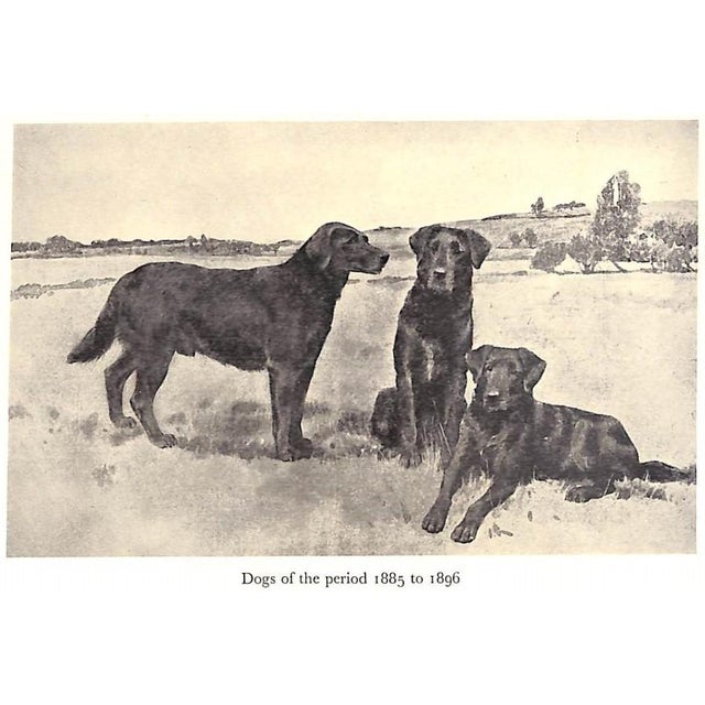 "The Popular Retriever" 1961 Lorna, Countess Howe For Sale - Image 4 of 12