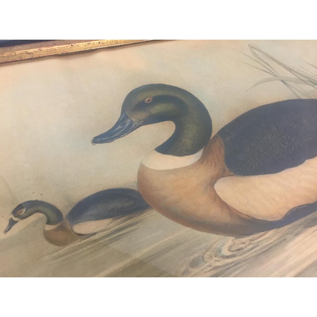 Pair of 19thc Hand-Colored Lithographs of Ducks by John Gould & h.c. Richter For Sale - Image 10 of 12