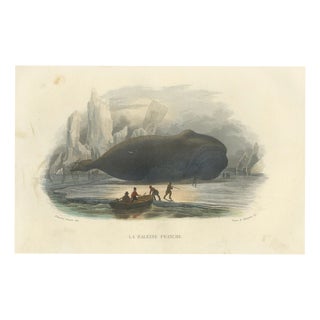 After Édouard Traviès, The Right Whale, 1840, Hand-Colored Engraving For Sale